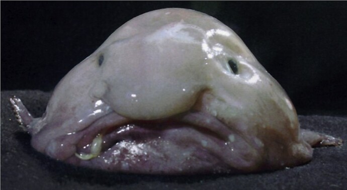 blobfish-facts