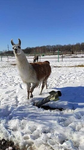 alpaca ukraine