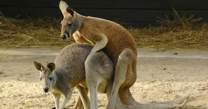 kangaroos-having-sex