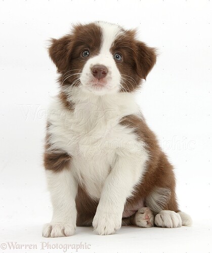 40790-Cute-chocolate-Border-Collie-puppy-7-weeks-old-white-background