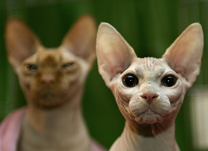 sphynxes