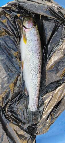 IMG-20250616-WA0011