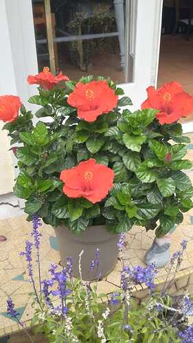 IMG-20260908-WA0000